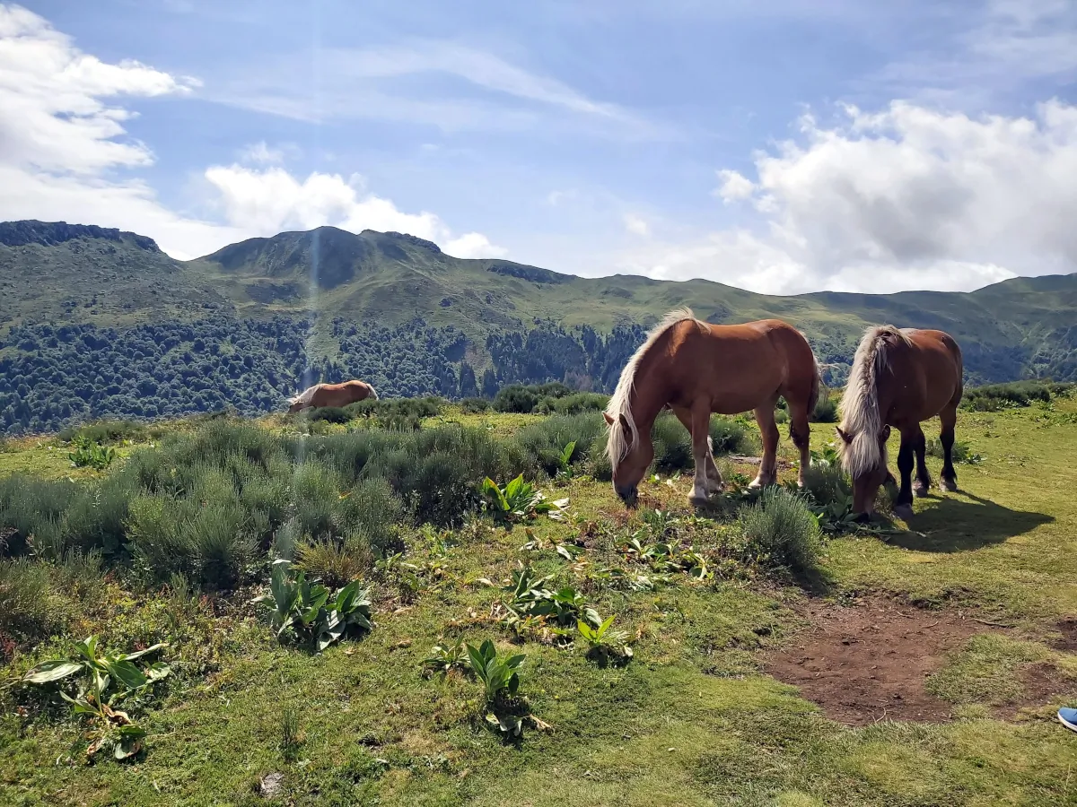 Les crêtes du Cantal