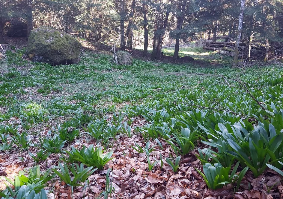 magnifique forêt en bordure du ruisseau d'Auzolle